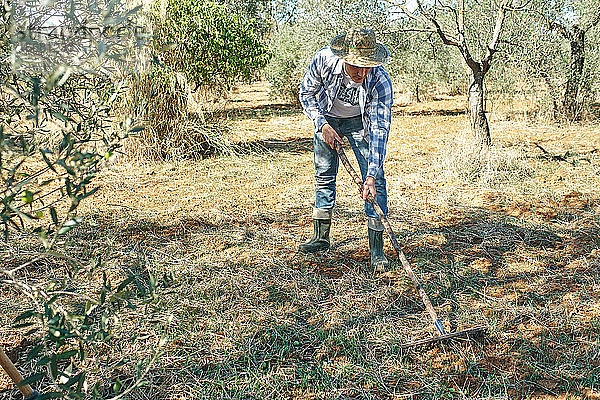 Landwirt arbeitet mit seinem Rechen  um sein Land zu roden