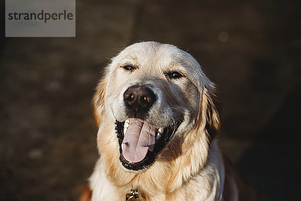 Kopfbild eines süßen Golden Retriever Labrador Hundes