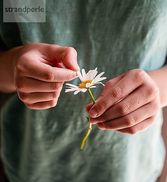 Nahaufnahme von Kinderhänden  die Blütenblätter von einer Gänseblümchenblüte pflücken.