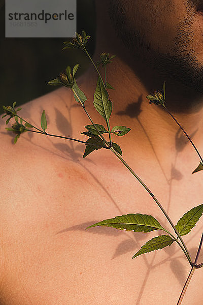 Wildblumenknospen auf der nackten Haut eines Mannes  Konzept der Zärtlichkeit
