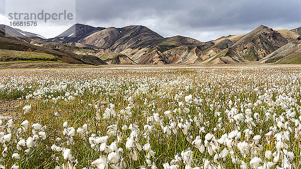 Blühendes Wollgrasfeld mit moosbewachsenen Hügeln im Hochland von Island
