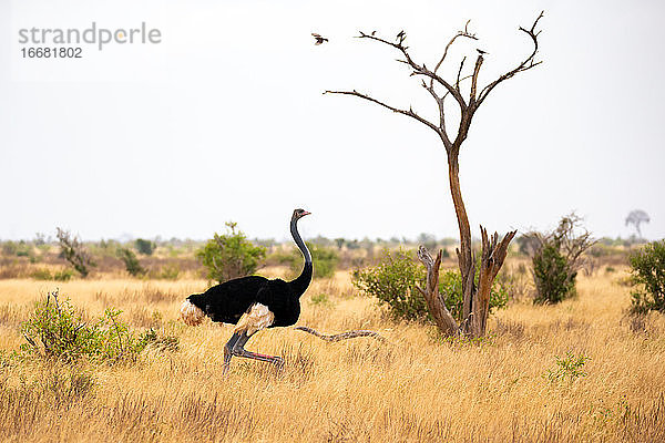 Ein Strauß in der Landschaft der Savanne in Kenia