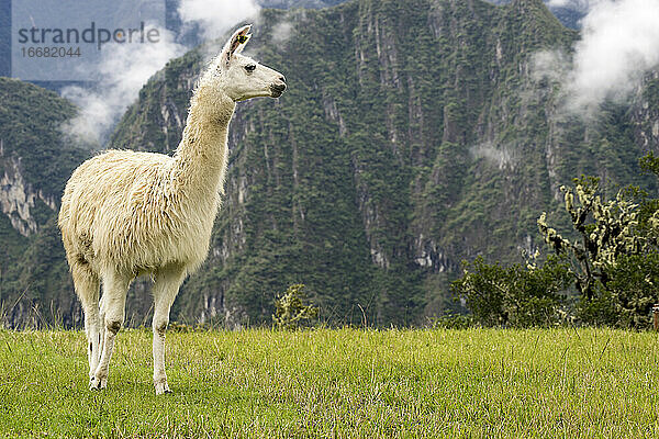 Seitenansicht eines Lamas am Machu Picchu  Peru