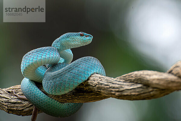 Trimeurus insularis blue ist eine giftige Schlange aus Indonesien