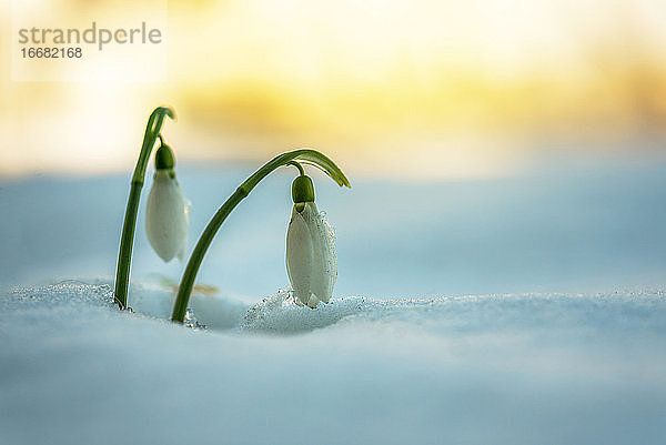 Schneeglöckchen und Schnee im Winter.