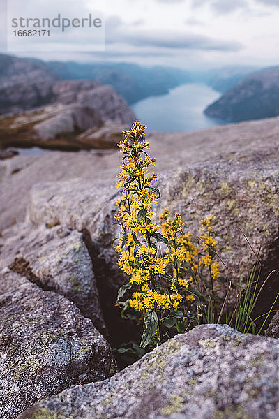 Gelbe Blumen inmitten von Felsen mit Blick auf die Fjorde