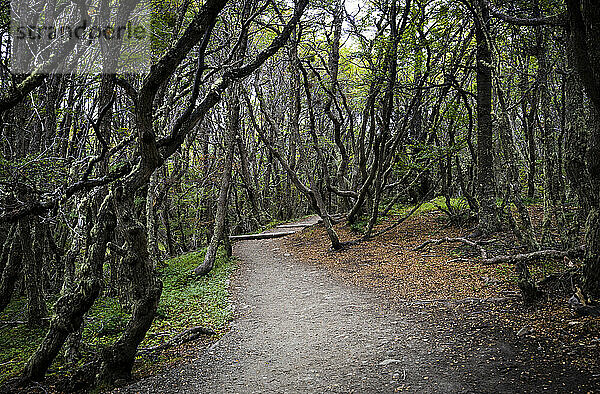 Wanderweg inmitten von Bäumen  Lapataia  Tierra del Fuego National Park  Ushuaia  Patagonien  Argentinien