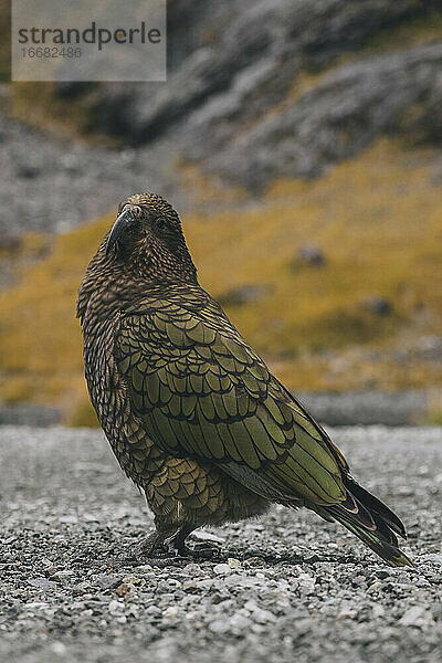 Kea-Porträt  ein einheimischer Vogel Neuseelands am Milford Sound.
