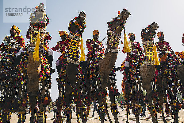 Eine Gruppe geschmückter Kamele mit ihren rajasthanischen Reitern beim Wüstenfest in Jaisalmer