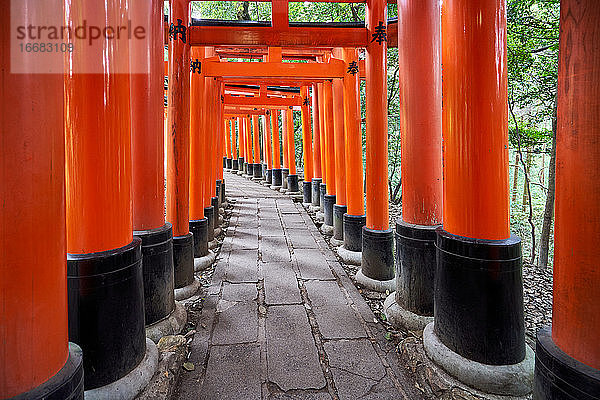 Japan  Honshu  Kyoto  Fushimi Inari-taisha  Torii japanische Tore