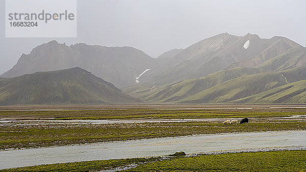 Schwarze und weiße Schafe grasen im Hochland von Island am Fluss