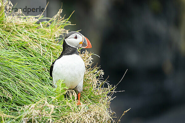 Papageientaucher im Gras auf einem Berg  Südisland