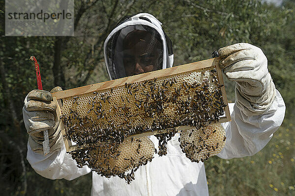 Drohnenzellen  männliche Honigbiene auf einem Bienenstockrahmen  gehalten von einem Imker