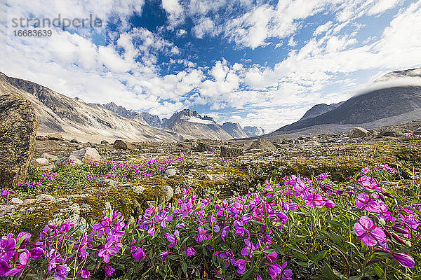 Lila Alpenblumen und dramatische Berglandschaft  Akshayak-Pass.