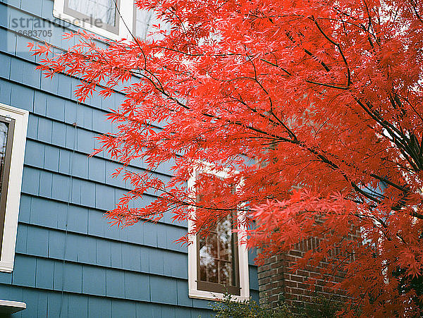 Japanischer Ahornbaum im Herbst mit leuchtend roten Blättern vor dem Haus