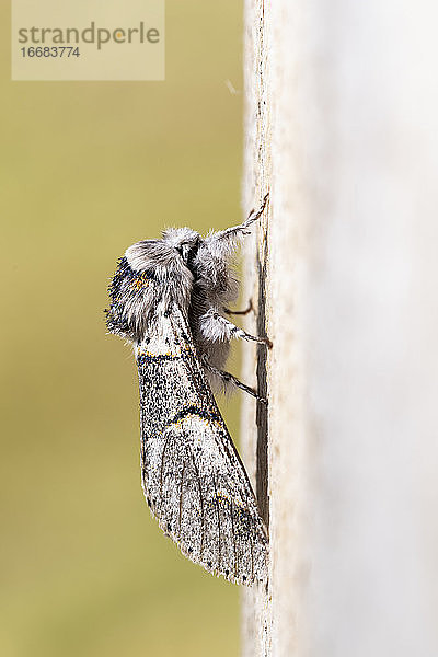 Pappel-Kätzchenfalter (Furcula bifida). Nachtfalter aus der Familie der Notodontidae  der auf einem Holzbrett ruht. Vertikales Format