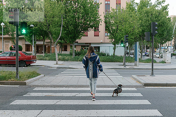 Unbekanntes junges erwachsenes Mädchen  das allein mit dem Hund auf einem Zebrastreifen spazieren geht