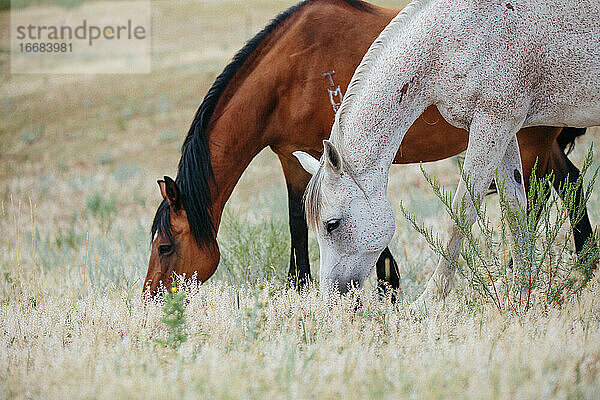 Zwei Pferde fressen zusammen auf einem Feld