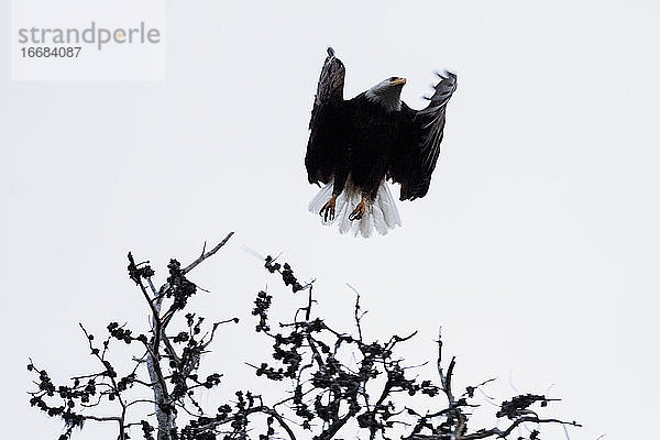 Kräftiger Weißkopfseeadler mit weißem Federkopf im Flug vom Baum