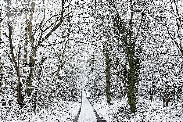 Weg durch den Wald im Winter