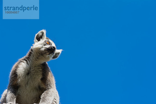 Ringelschwanzlemur (Lemur catta) an einem Sommertag