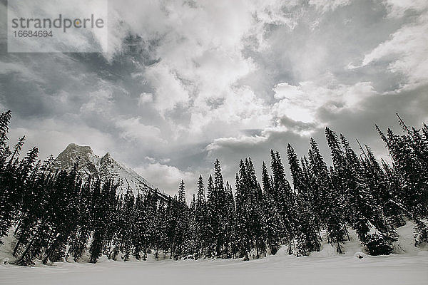 zugefrorener See  umgeben von Kiefernwald und Bergen Emerald Lake  BC