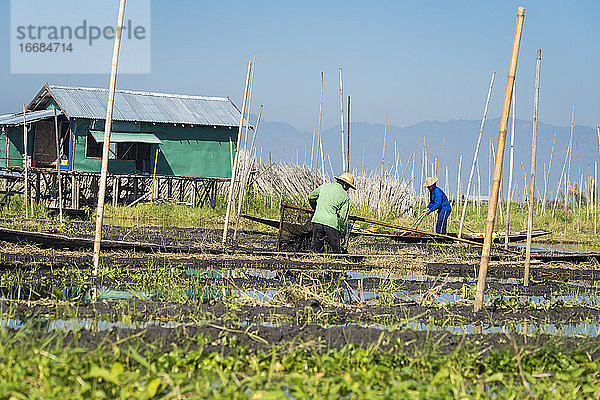 Landwirte bei der Arbeit im schwimmenden Garten  Inle-See  Nyaungshwe  Myanmar