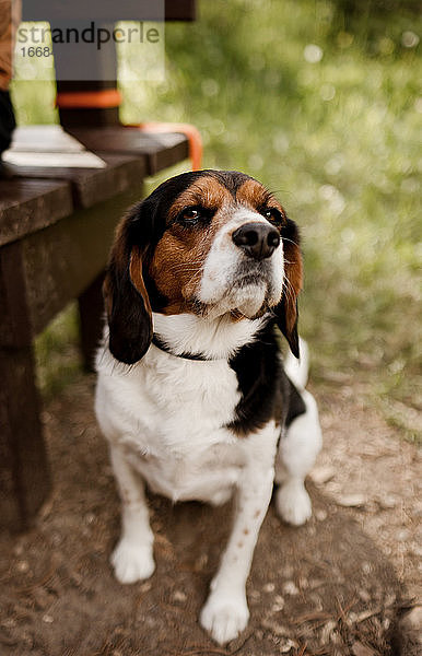Beagle-Hund sitzt mit seinem Besitzer auf einer Bank im Sommer