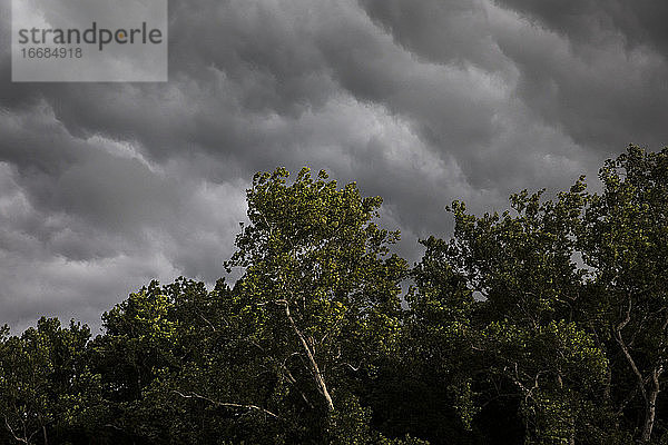 Close Up von Sonnenlicht Baum bläst vor grauen Sturmwolken