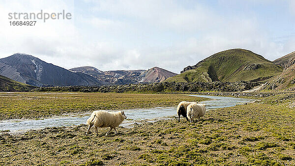 Wilde weiße Schafe in den Flüssen des isländischen Hochlands