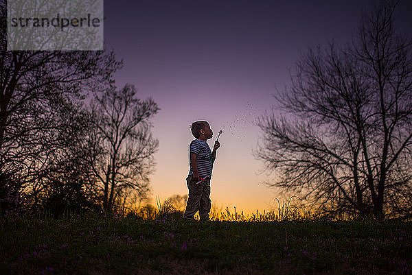 Kleiner Junge bläst Löwenzahn silohette Sommer Sonnenuntergang lila gelb