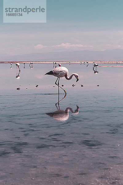 Teleaufnahme eines Flamingos  der durch einen Salzsee in der Atacama-Wüste watet