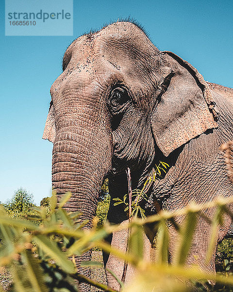 Großer schöner asiatischer Elefant im hohen grünen Gras vor