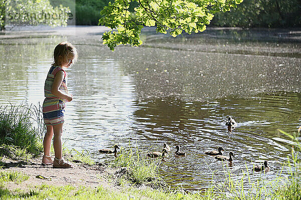 Das Kind füttert die Enten im Park bei sonnigem Wetter.