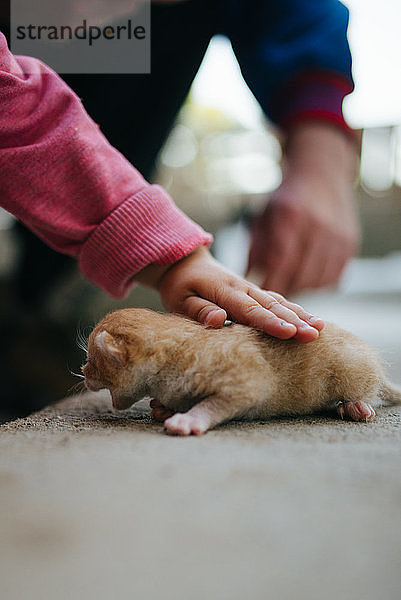 Die Hände eines kleinen Mädchens  das seine Katze streichelt.