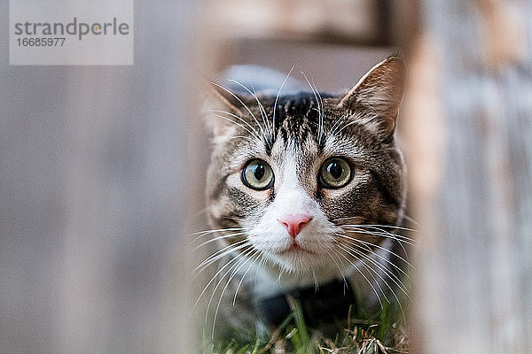 süße Katze starrt durch den Zaun