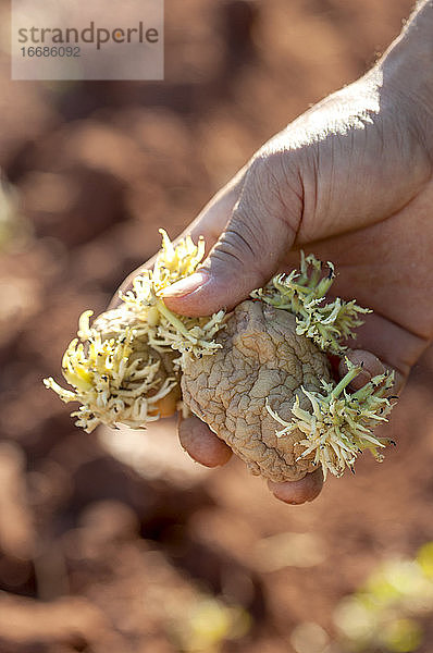 Die Hand eines kolumbianischen Bauern mit Kartoffeln.