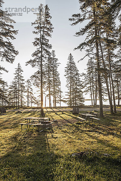 Morgensonne fällt durch die Bäume am Picknickplatz  Acadia National Park