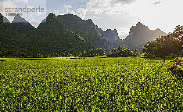 üppiges Reisfeld in der Nähe von Yangshuo