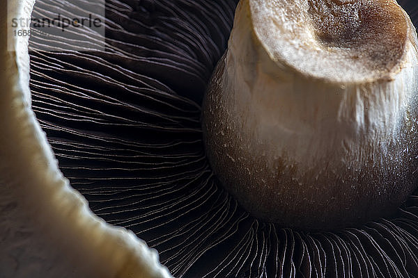 Makroaufnahme eines Portobello-Pilzes