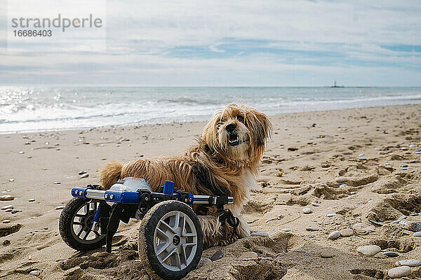 Hund im Rollstuhl am Strand