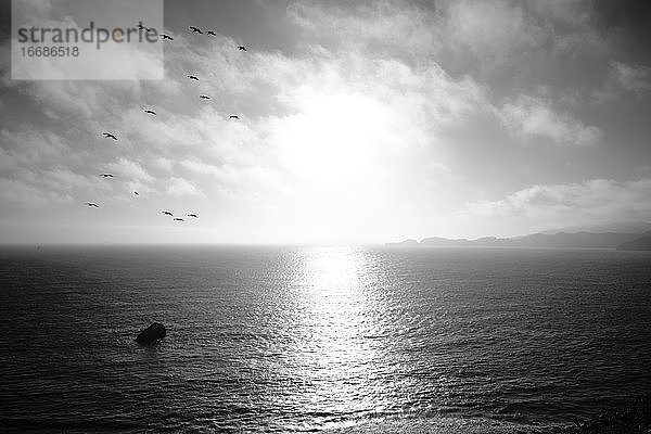 Vögel fliegen über den Ozean bei Sonnenuntergang
