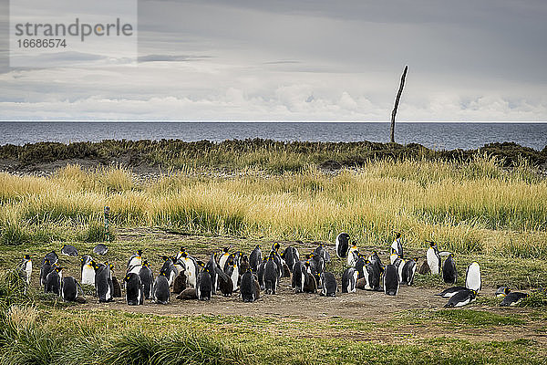 Kolonie von Königspinguinen in Reserva Natural Pinguino Rey  Inutil Bay  Porvenir  Feuerland  Patagonien  Chile
