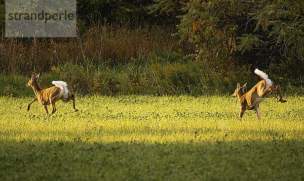 Zwei Weißwedelhirsche fliehen durch ein offenes Feld und suchen Schutz in Bäumen