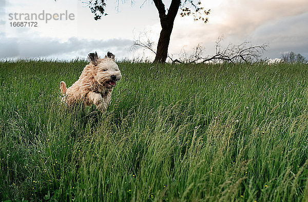 Ein flauschiger Hund läuft und springt durch das hohe Gras auf einem Feld.