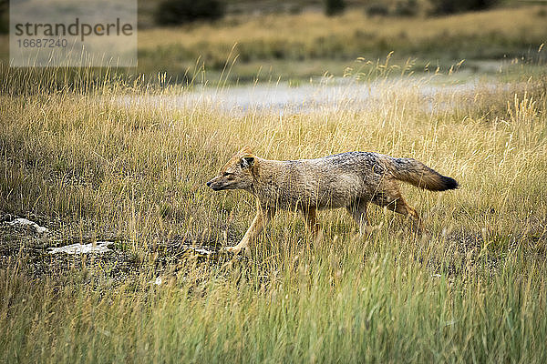 Andenfuchs auf grasbewachsener Wiese im Nationalpark Tierra del Fuego  Ushuaia  Patagonien  Argentinien