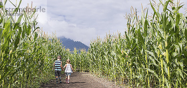 Panoramabild eines Jungen und eines Mädchens  die ein Maislabyrinth erkunden