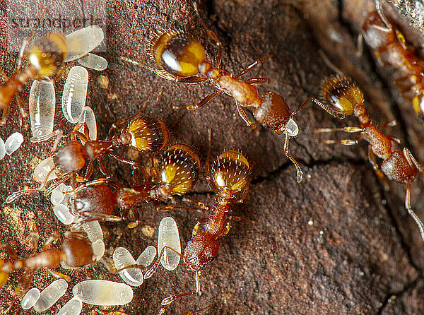 Kleine Ameisen  die sich um weiße Larven kümmern