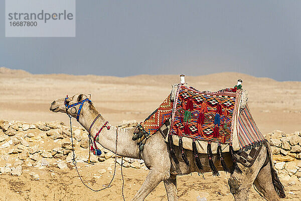Ein Kamel wandert durch die Wüste in Gizeh