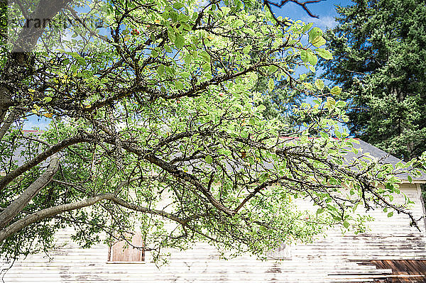 Blattgrüner Apfelbaum vor rustikalem weißen Gebäude